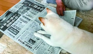 じゃましちおう