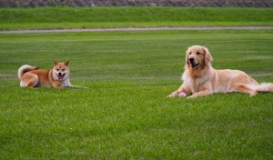 親友の、グーグーとツーショット