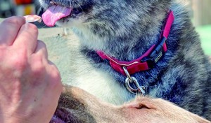 今年のソフトクリームはめっちゃうまい