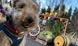 ハッピーハロウィン?