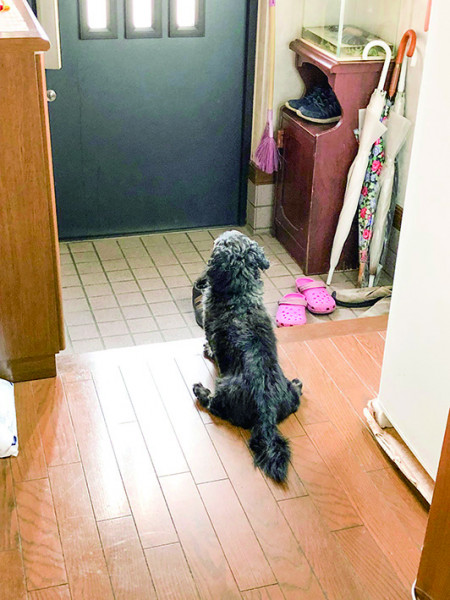 玄関で待つ犬
