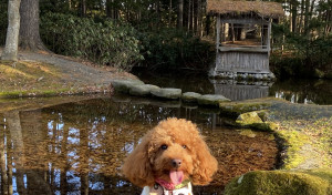 庭園のんびり歩いたワン