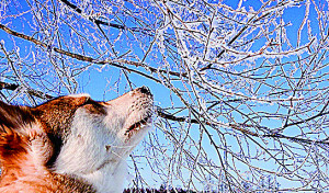 「キラキラ樹氷きれい～」