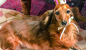 はる、15歳になりました！！