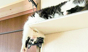 除雪で猫の手も借りたいんだけどなぁ?