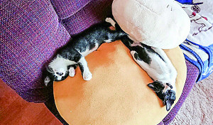 姿勢正しくお昼寝中