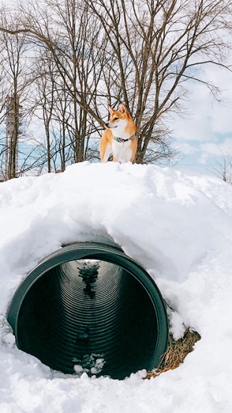 犬にとっては楽しい大雪！