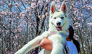 初めてのお花見