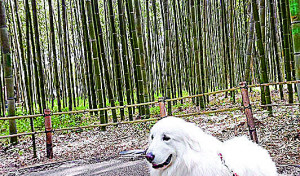 京都の竹林散歩してきたよ