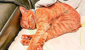 ジェリーは寝る姿が