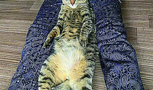 同じ格好をする猫