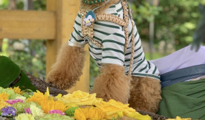 帯広三吉神社の花手水を見て来たよ〜