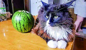 スイカには一切興味無しにゃん