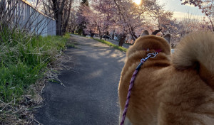 綺麗な桜と夕陽と柴犬（笑）