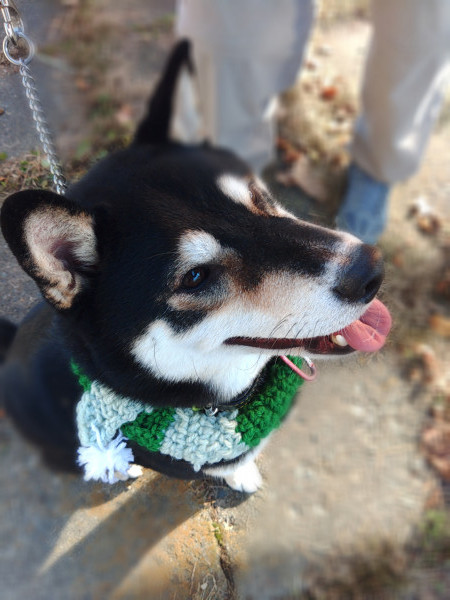 マフラー貰いました🐾