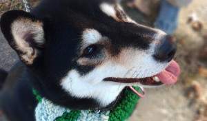 マフラー貰いました🐾