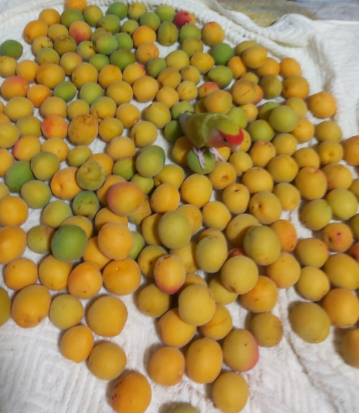 梅を干していたら…