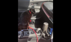 我が家のクロちゃんは