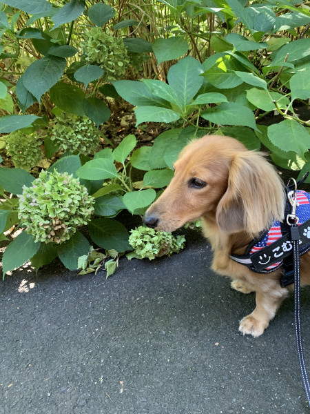 お散歩は涼しくて良かったよ♪