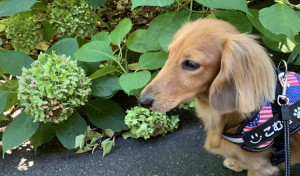 お散歩は涼しくて良かったよ♪