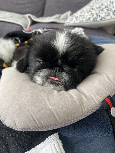 枕が気持ちよくてうっとり。