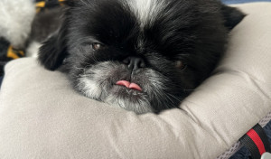 枕が気持ちよくてうっとり。