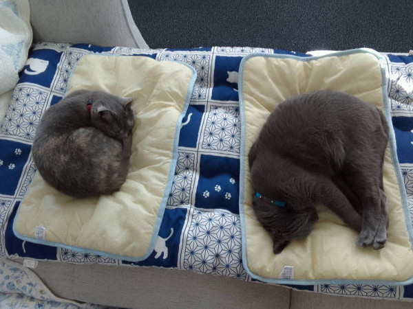 寒くなってきたわ〜