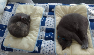 寒くなってきたわ〜