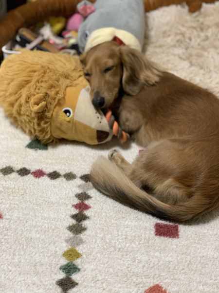 遊び疲れて眠いよ〜